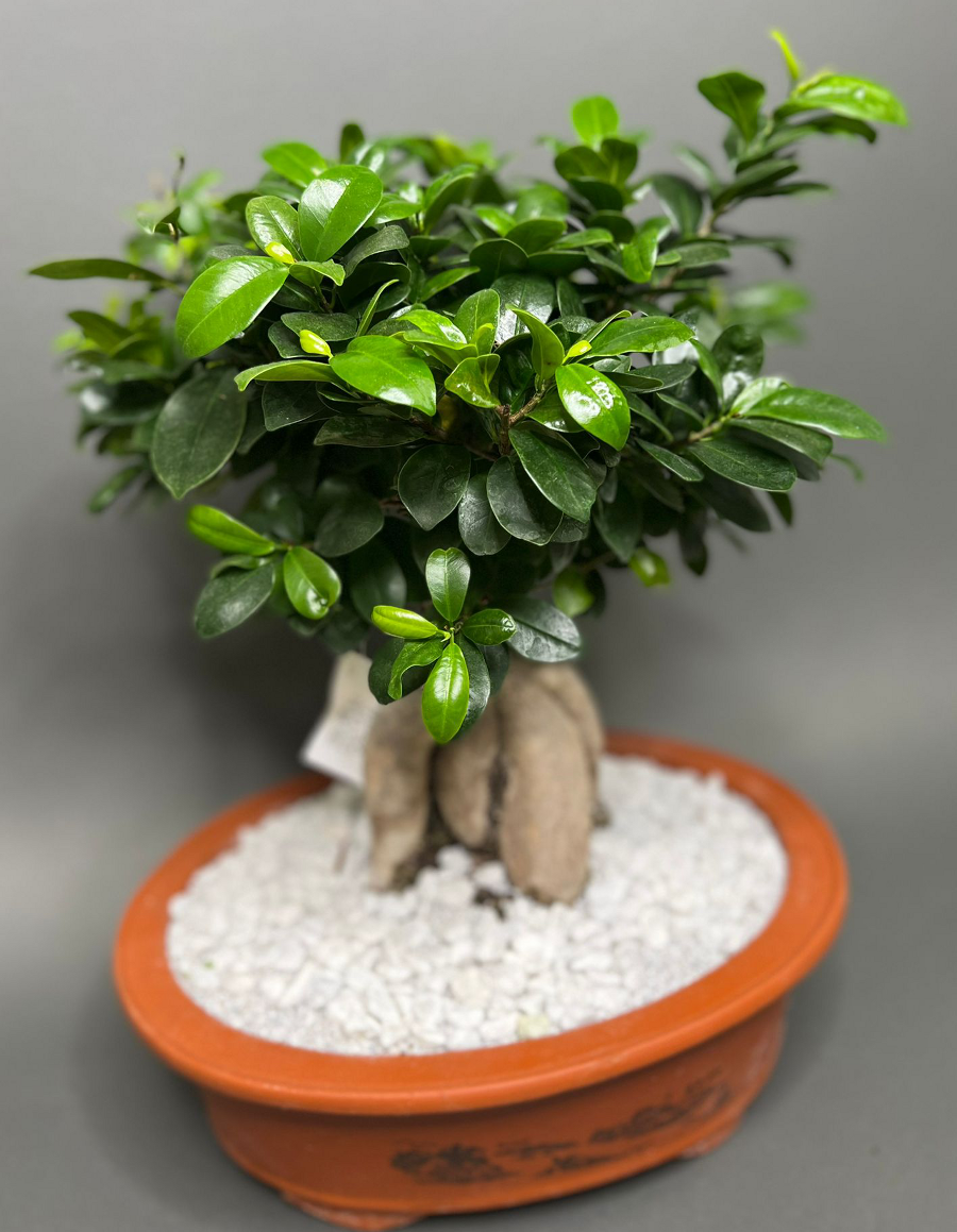 Bonsai- Ficus Ginseng